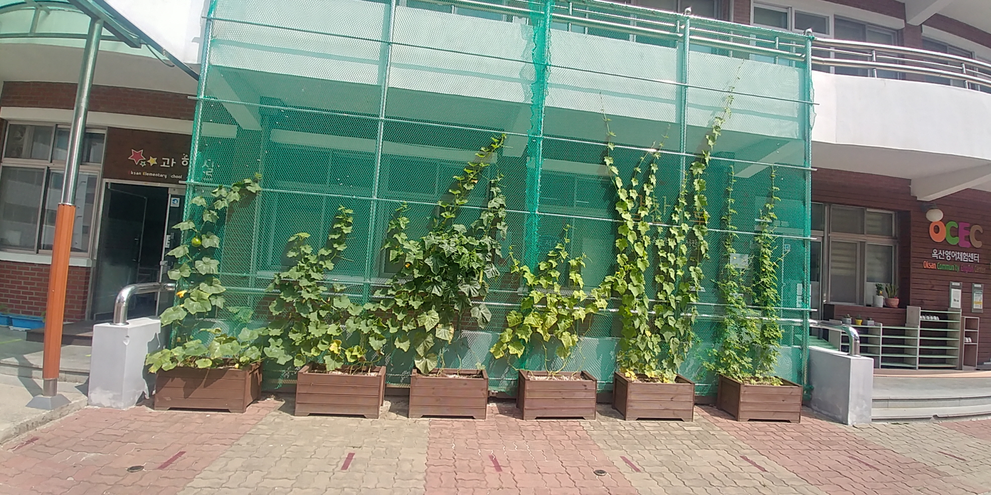 [랜선초록학교사진전]도시농업의 현장~^^ 녹색커튼도 함께 해요~^^